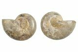 Jurassic Cut & Polished Ammonite Fossil - Madagascar #289302-1